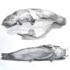 <span class="artist-name-product">JOBERT DE LAMBALLE  Antoine-Joseph</span> Des appareils électriques des poissons électriques. – Image 2