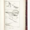 <span class="artist-name-product">CUVIER  Georges</span> Leçons d'anatomie comparée, recueillies et publiées par M. Duméril. Seconde édition, corrigée et augmentée. Revu par M. G. Cuvier. – Image 2