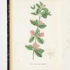 <span class="artist-name-product">JAUME SAINT-HILAIRE  Jean Henri</span> Plantes de la France décrites et peintes d'après nature. - Image 2