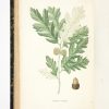 <span class="artist-name-product">JAUME SAINT-HILAIRE  Jean Henri</span> Plantes de la France décrites et peintes d'après nature. - Image 5