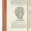 <span class="artist-name-product">BELON  Pierre</span> L'Histoire de la nature des oyseaux, avec leurs descriptions, & naïfs portraicts retirez du naturel : escrite en sept livres... – Image 2