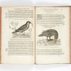 <span class="artist-name-product">BELON  Pierre</span> L'Histoire de la nature des oyseaux, avec leurs descriptions, & naïfs portraicts retirez du naturel : escrite en sept livres... – Image 3