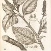 <span class="artist-name-product">KAEMPFER  Engelbert</span> Amoenitatum exoticarum politico-physicomedicarum Fasciculi V, Quibus continentur Variae Relationes, Observationes & Descriptiones Rerum Persicarum & Ulterioris Asiae. – Image 5