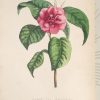 <span class="artist-name-product">GEEL  Pierre Corneille van</span> FLORE DES SERRES et des jardins de Paris ou Collection de plantes, remarquables pour leur utilité, leur élégance, leur éclat ou leur nouveauté; consistant en six cents planches soigneusement lithographiées et coloriées, accompagnées d'un texte particulier pour chaque plante, ses caractères générique et spécifique ainsi que sa synonymie, son histoire, l'époque de sa découverte, celle de son introduction dans nos contrées et dans nos jardins, ses usages, soit dans les arts, soit l'économie domestique et la médecine; enfin les différens modes de culture qui réussissent le mieux dans nos climats pour lui faire parcourir complètement toutes les périodes de la vie végétale... – Image 3