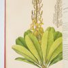 <span class="artist-name-product">GEEL  Pierre Corneille van</span> FLORE DES SERRES et des jardins de Paris ou Collection de plantes, remarquables pour leur utilité, leur élégance, leur éclat ou leur nouveauté; consistant en six cents planches soigneusement lithographiées et coloriées, accompagnées d'un texte particulier pour chaque plante, ses caractères générique et spécifique ainsi que sa synonymie, son histoire, l'époque de sa découverte, celle de son introduction dans nos contrées et dans nos jardins, ses usages, soit dans les arts, soit l'économie domestique et la médecine; enfin les différens modes de culture qui réussissent le mieux dans nos climats pour lui faire parcourir complètement toutes les périodes de la vie végétale... – Image 4