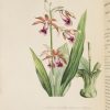 <span class="artist-name-product">GEEL  Pierre Corneille van</span> FLORE DES SERRES et des jardins de Paris ou Collection de plantes, remarquables pour leur utilité, leur élégance, leur éclat ou leur nouveauté; consistant en six cents planches soigneusement lithographiées et coloriées, accompagnées d'un texte particulier pour chaque plante, ses caractères générique et spécifique ainsi que sa synonymie, son histoire, l'époque de sa découverte, celle de son introduction dans nos contrées et dans nos jardins, ses usages, soit dans les arts, soit l'économie domestique et la médecine; enfin les différens modes de culture qui réussissent le mieux dans nos climats pour lui faire parcourir complètement toutes les périodes de la vie végétale... – Image 5