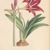 <span class="artist-name-product">GEEL  Pierre Corneille van</span> FLORE DES SERRES et des jardins de Paris ou Collection de plantes, remarquables pour leur utilité, leur élégance, leur éclat ou leur nouveauté; consistant en six cents planches soigneusement lithographiées et coloriées, accompagnées d'un texte particulier pour chaque plante, ses caractères générique et spécifique ainsi que sa synonymie, son histoire, l'époque de sa découverte, celle de son introduction dans nos contrées et dans nos jardins, ses usages, soit dans les arts, soit l'économie domestique et la médecine; enfin les différens modes de culture qui réussissent le mieux dans nos climats pour lui faire parcourir complètement toutes les périodes de la vie végétale... – Image 7