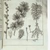 <span class="artist-name-product">OURCHES  Charles d'</span> Aperçu général des forêts, dédié à la postérité.