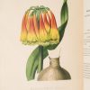 <span class="artist-name-product">GEEL  Pierre Corneille van</span> FLORE DES SERRES et des jardins de Paris ou Collection de plantes, remarquables pour leur utilité, leur élégance, leur éclat ou leur nouveauté; consistant en six cents planches soigneusement lithographiées et coloriées, accompagnées d'un texte particulier pour chaque plante, ses caractères générique et spécifique ainsi que sa synonymie, son histoire, l'époque de sa découverte, celle de son introduction dans nos contrées et dans nos jardins, ses usages, soit dans les arts, soit l'économie domestique et la médecine; enfin les différens modes de culture qui réussissent le mieux dans nos climats pour lui faire parcourir complètement toutes les périodes de la vie végétale...